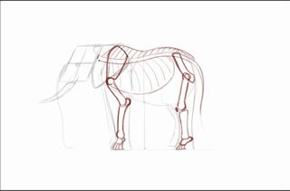 Sketch of elephant skeleton