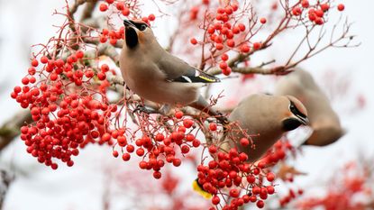 trees with berries Bohemian waxwings (Bombycilla garrulus) perching on rowan tree