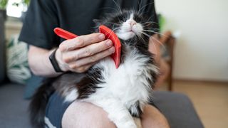 Cat being groomed