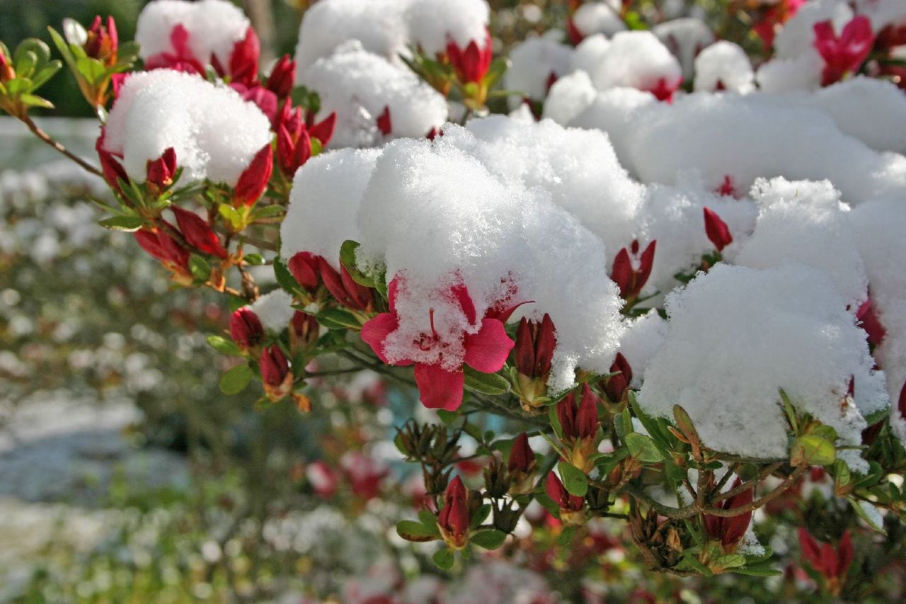 Azoychka Shrub Covered In Snow