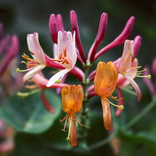 A close-up of a honeysuckle flower