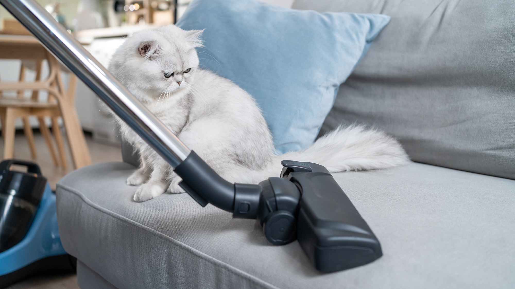 Someone vacuuming dust and fur on sofa as a cat watches.