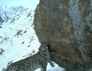 A wild snow leopard in Afghanistan.