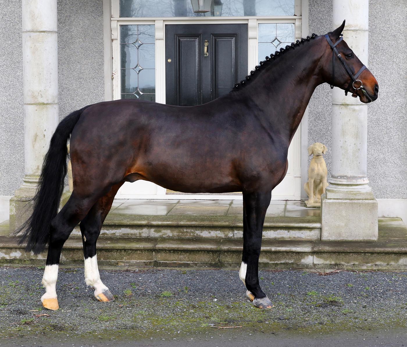 The late Cobra 18 stallion