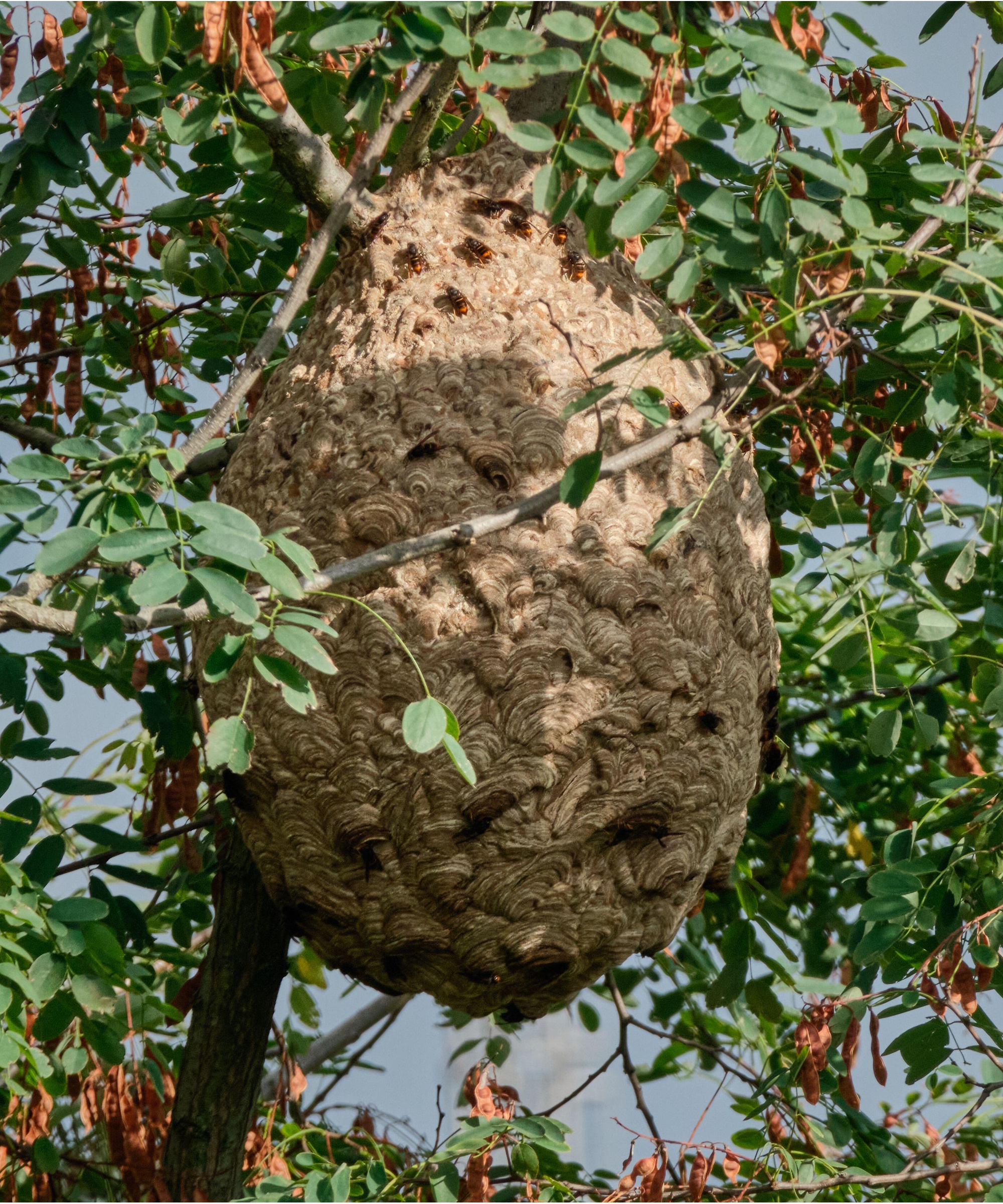 Yellow-legged hornet nest in a tree