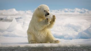 Polar bear holding something in its claws in Big Beasts Documentary on Apple TV+