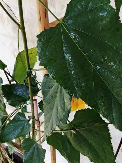 Shiny Sticky Plant Leaves