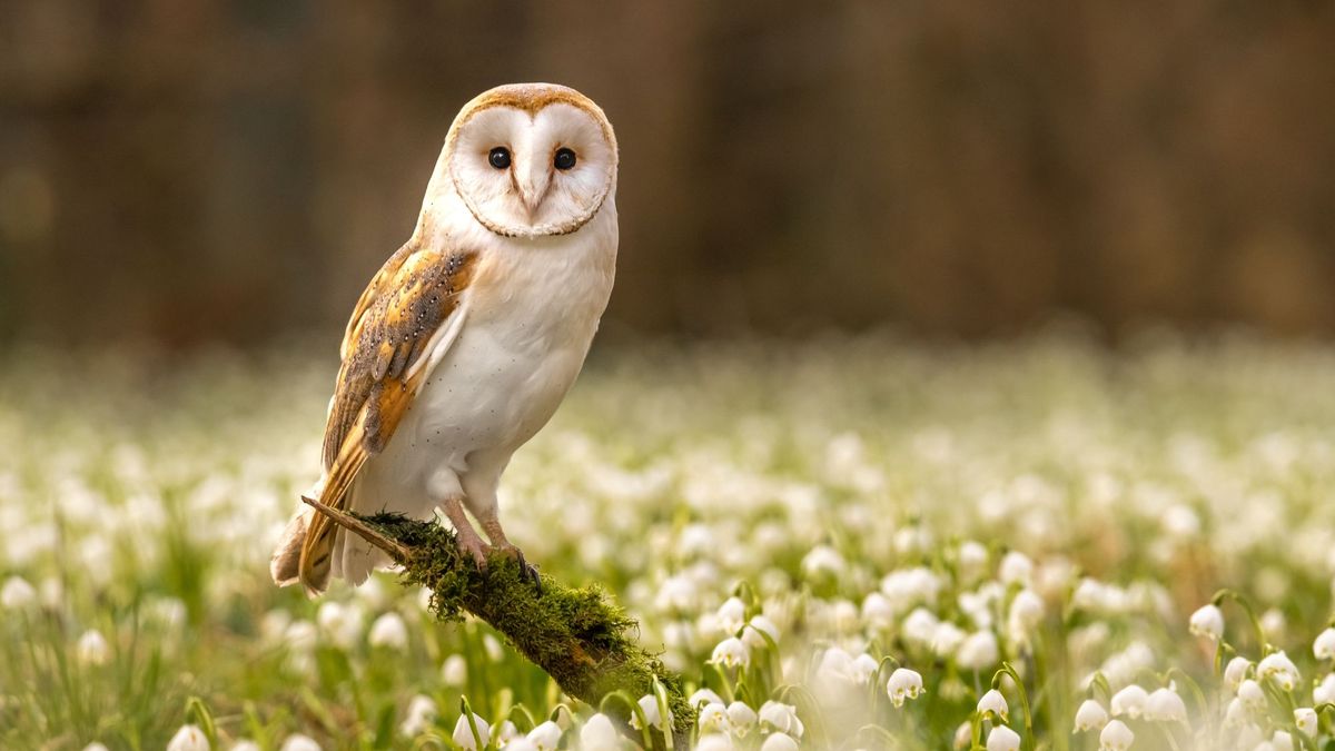 Your Birth Month Owl Says A Lot About Your Personality – Find Out Yours And Its Special Meaning Here