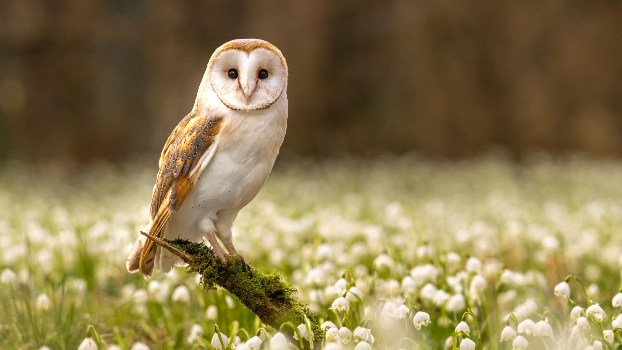Barn owl (Tyto alba) sitting in spring snowflake plants