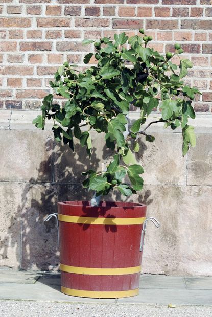 Fig Tree Growing From A Pot