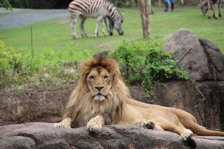 a lion at the zoo