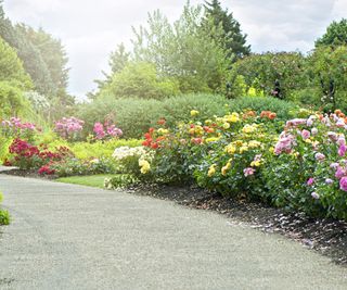 Roses on display in a landscape