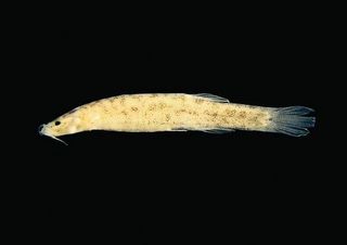 A new species of catfish -- Stenolicnus ix