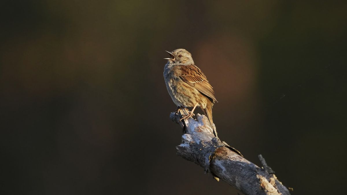 An update to the popular Merlin Bird ID app will turn millions of birdwatchers like me into citizen scientists — doing your bit for bird conservation efforts just got easier