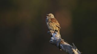 Bird on a branch, its beak is open in bird song