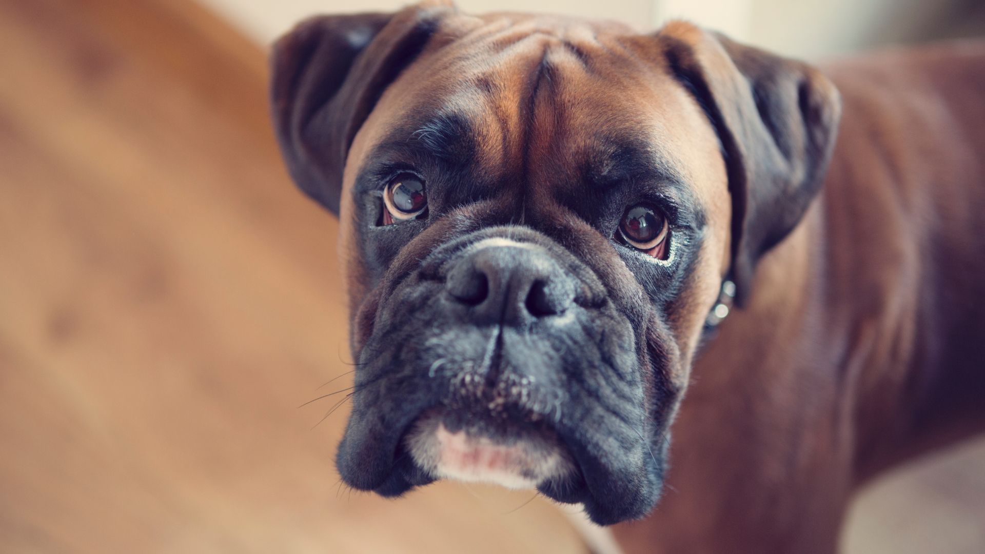 boxer with floppy ears