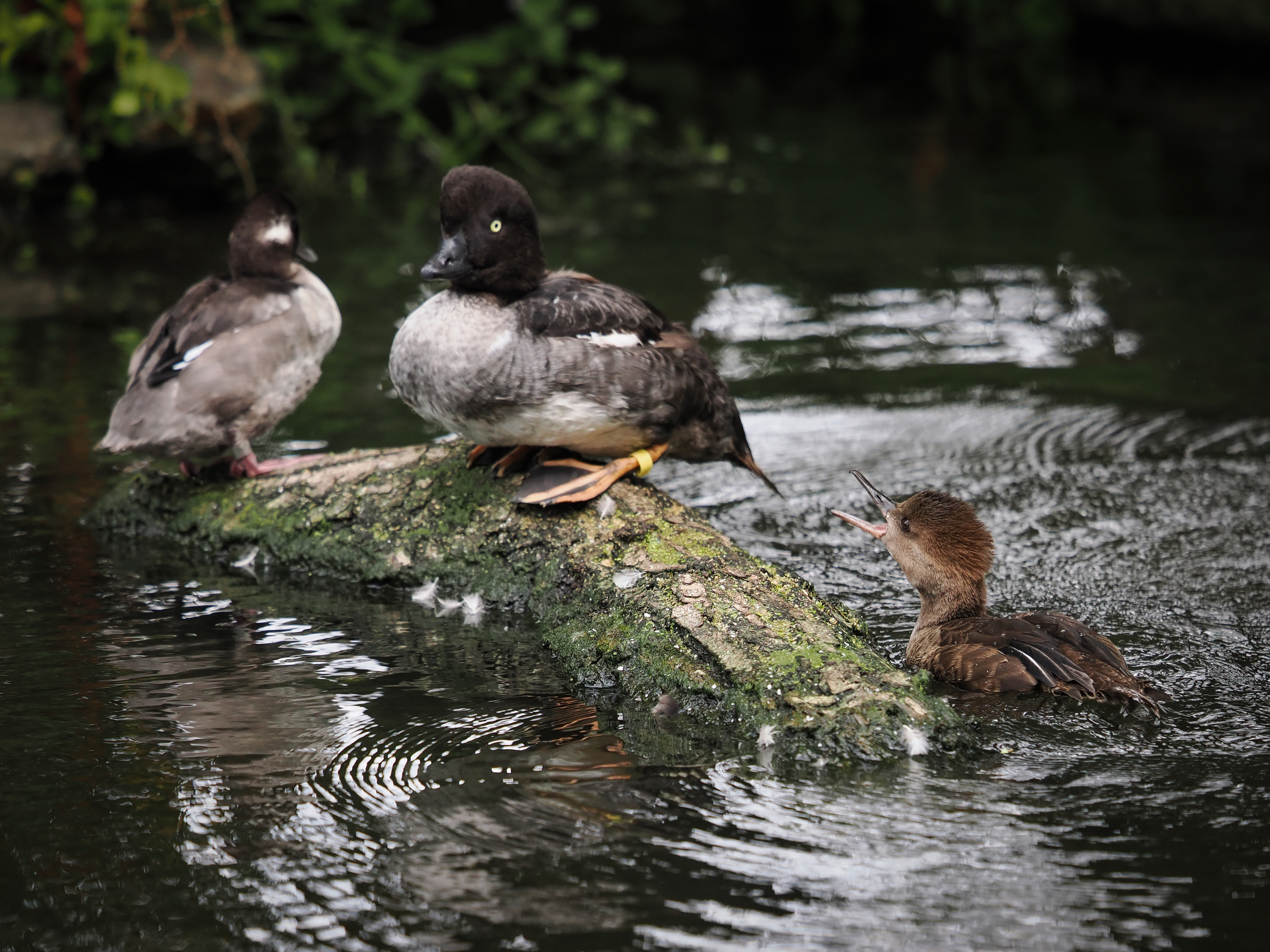 Sample birding image taken on the OM System OM-1 Mark II with the OM System M.Zuiko 50-200mm f/2.8 IS Pro