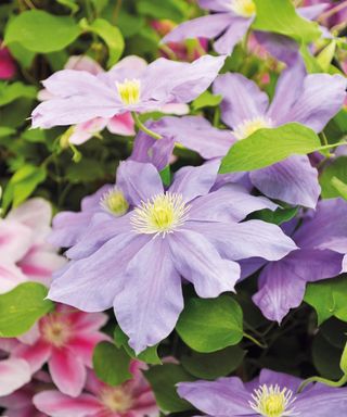 Large-flowered clematis in bloom