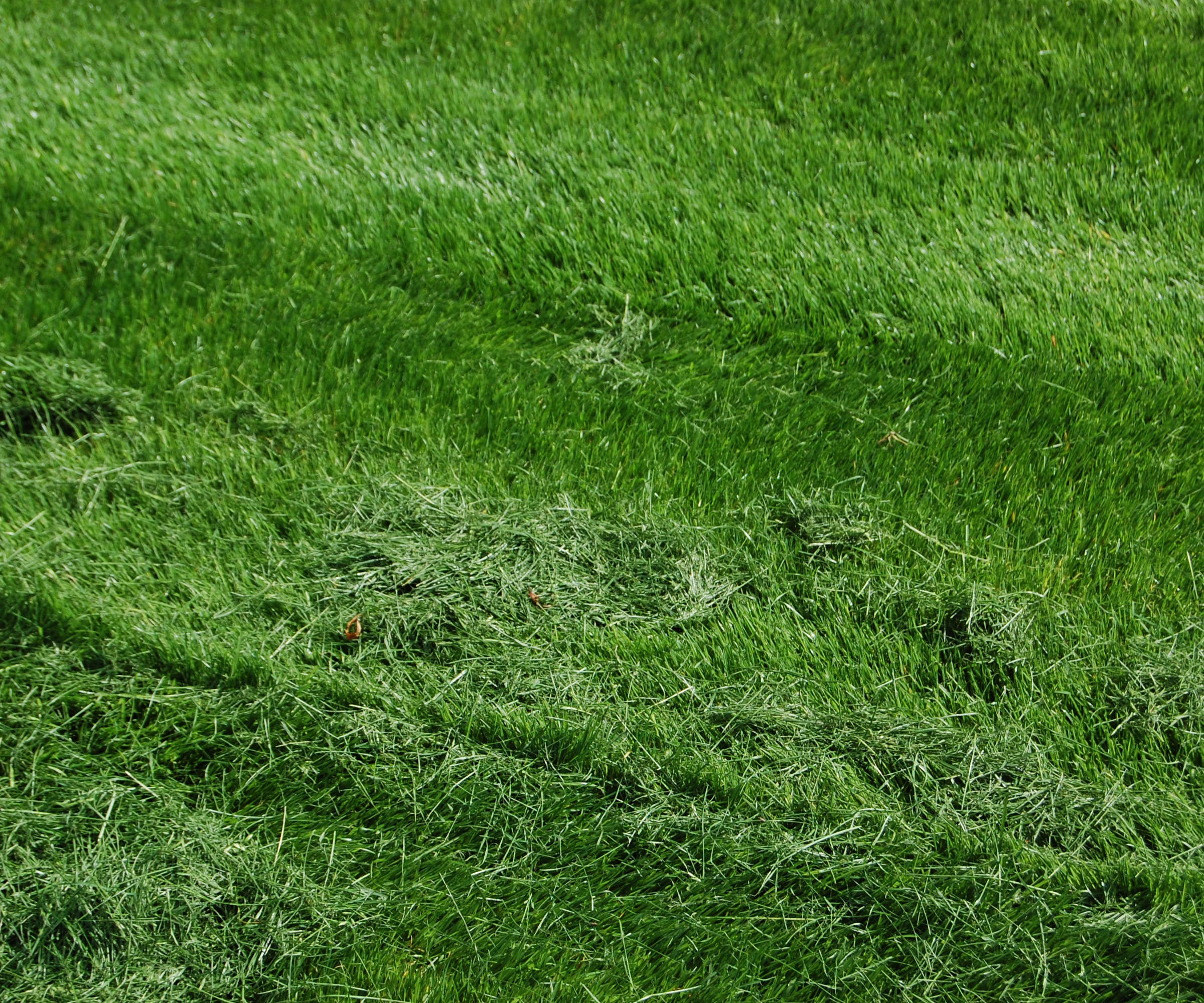 A newly mown lawn has grass clippings left sitting on the surface