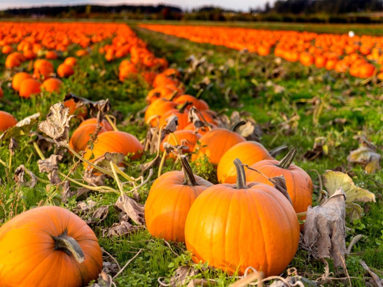 A field full of ripe orange pumpkins