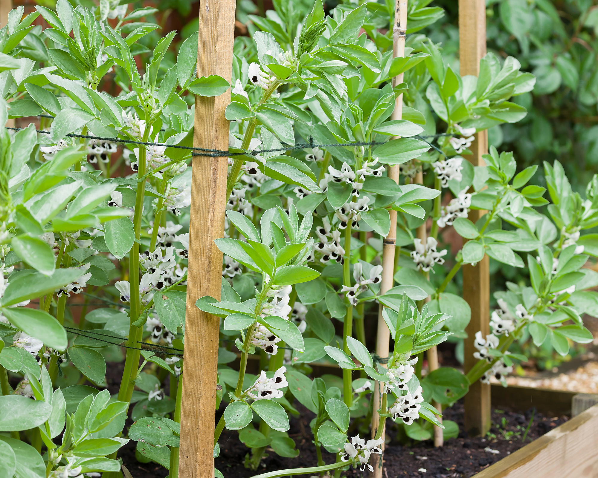 Fava beans growing in raised beds supported by stakes and string