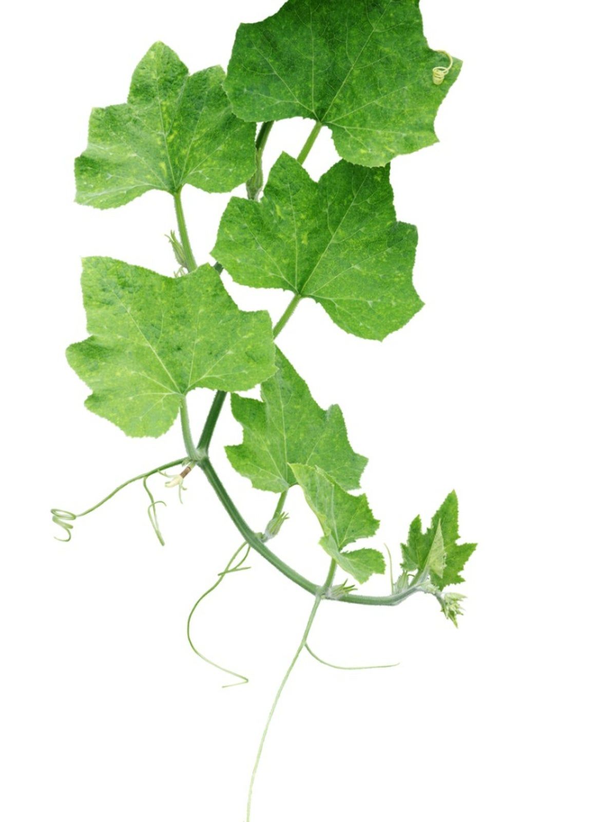 Squash Leaves