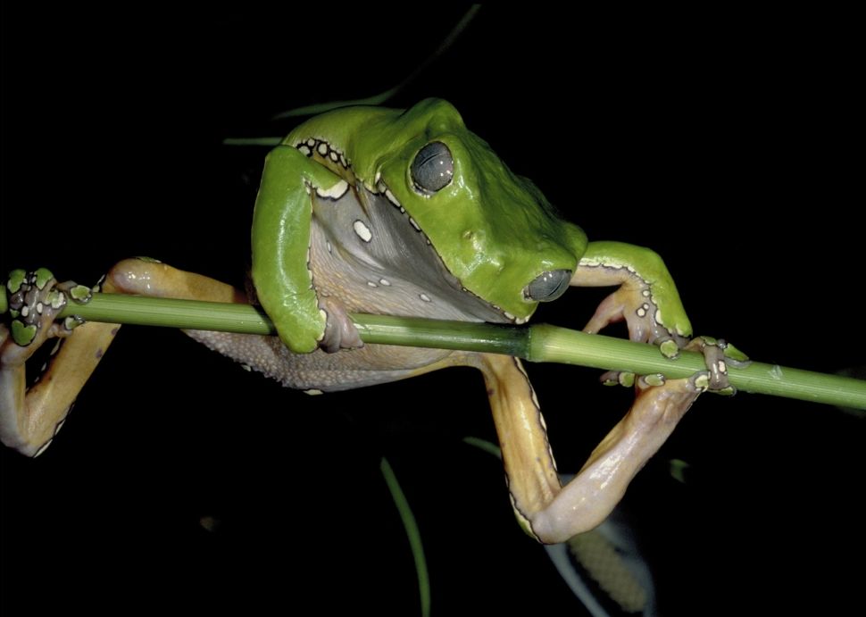 Frogs Swallow Using Eyeballs: Exhibit Reveals Creatures' Quirks.