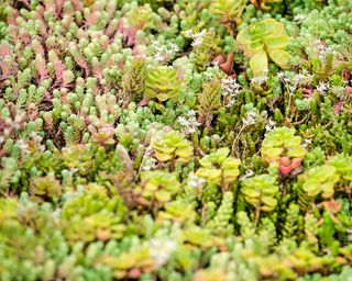 living roof with sedums and sempervivums