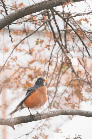 Close up of a robin perched in a crabapple tree in muted color tones