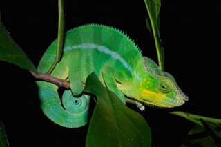 The panther chameleon may actually be 11 species, not one as researchers initially thought.