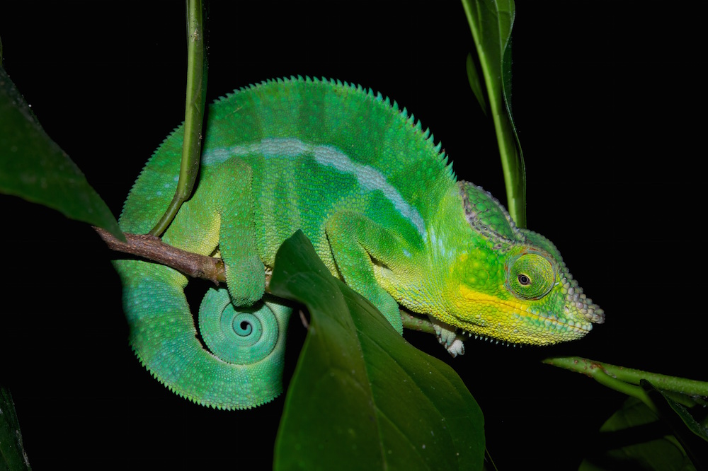 do senegal chameleons change colors