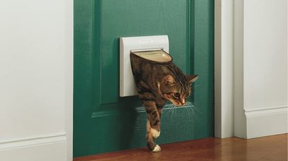 cat passing through green door using flap