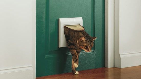 cat passing through green door using flap