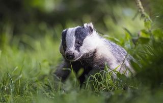 Badger, looking cute in the wild
