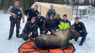 Alaska Department of Fish and Game with a moose they rescued