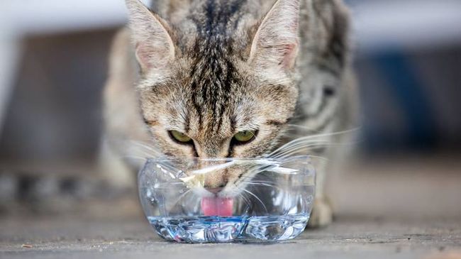 View of Pancreatitis in cats: Vet's guide to signs and treatment | PetsRadar