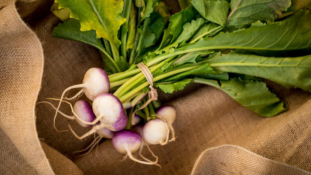 bunch of freshly harvested turnips 