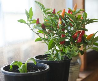 Chilli plant growing indoors on a windowledge
