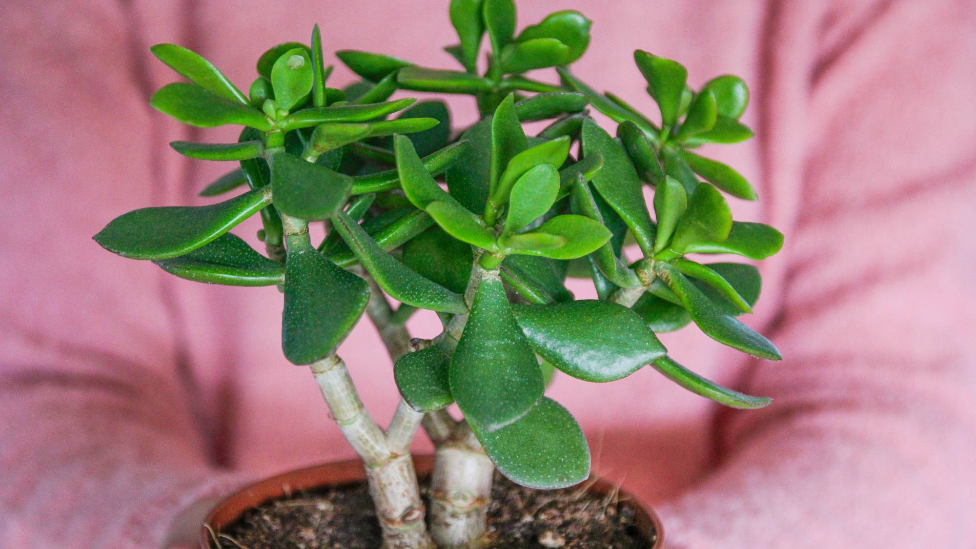 Small potted jade plant against the background of a pink sweater