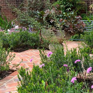 garden with with aromatic planting