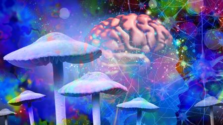 Psychedelic mushrooms and a human brain