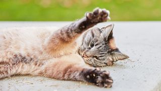 Cat lying on catnip on the floor with paws up