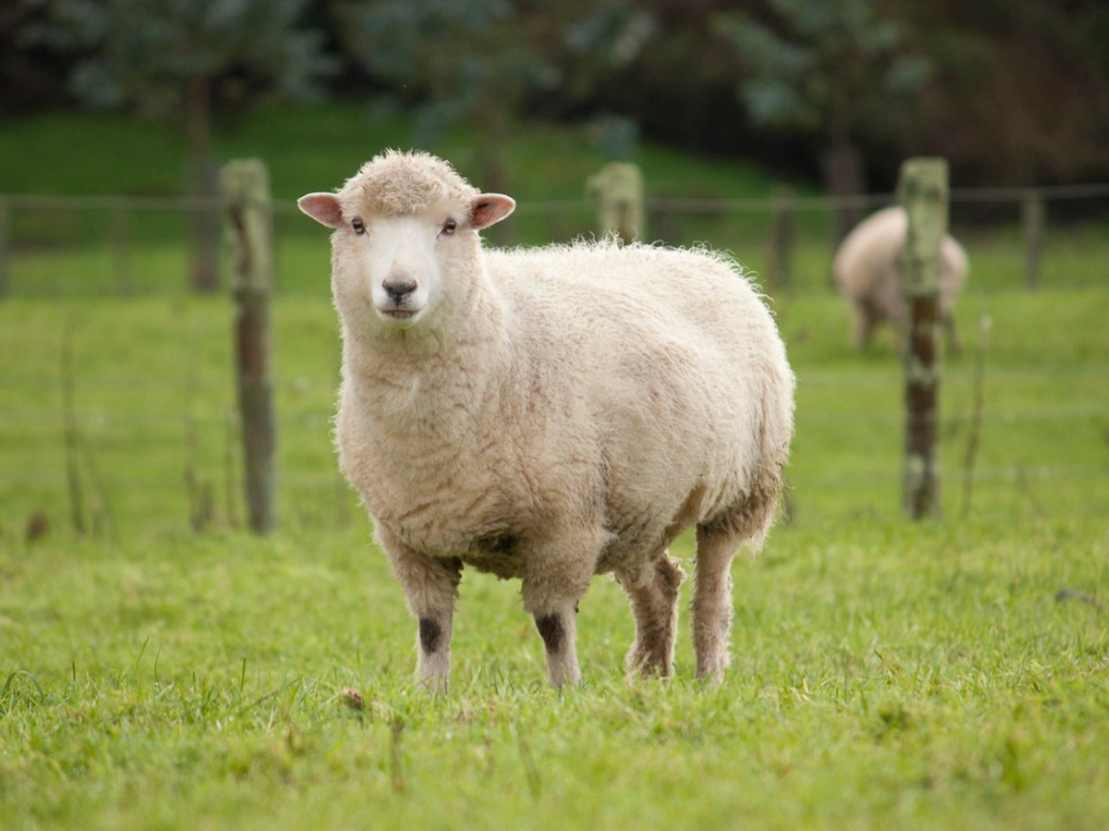 Using Sheep Manure As Fertilizer Is