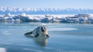 A seal of Baikal on a frost on the lake