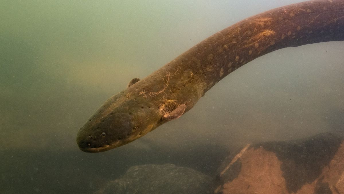 Electric eel can overload their attacks by working together