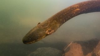 A Volta's electric eel swimming in the Xingu River in Brazil