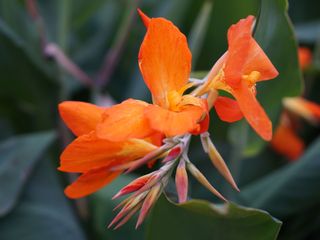 Orange Punch Canna Lily