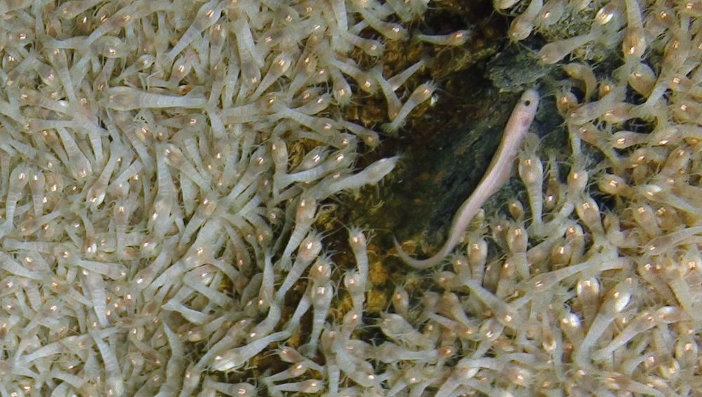 Shrimp on the Von Damm vents.