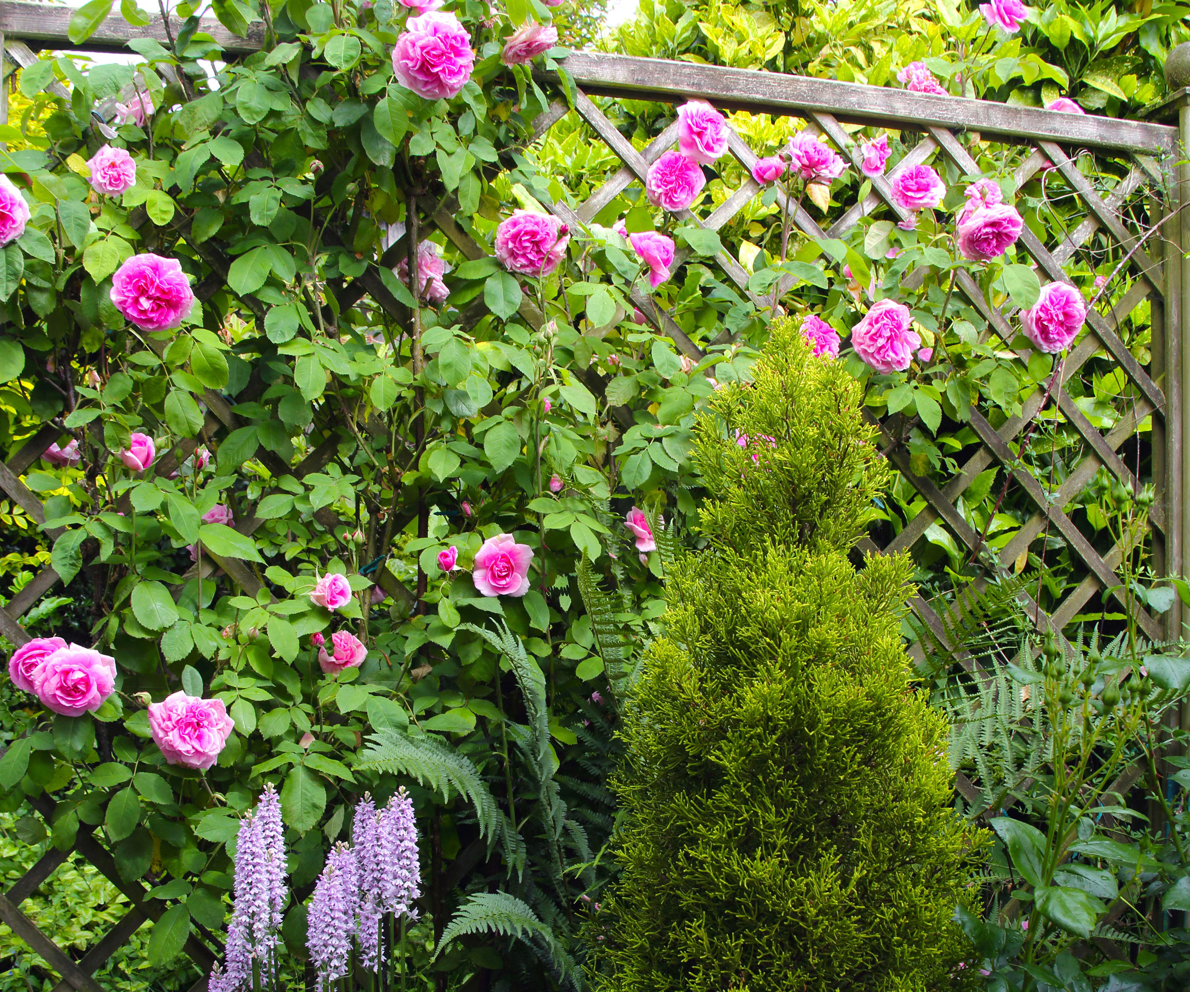 pink rose bush Gertrude Jekyll on trellis in garden