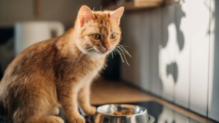 Ginger cat sat by bowl of food